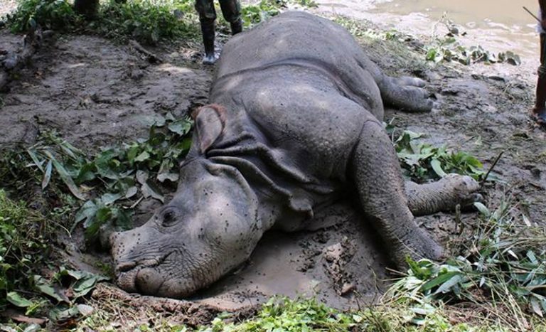दुई दिनमा दुई गैँडा मृत फेला