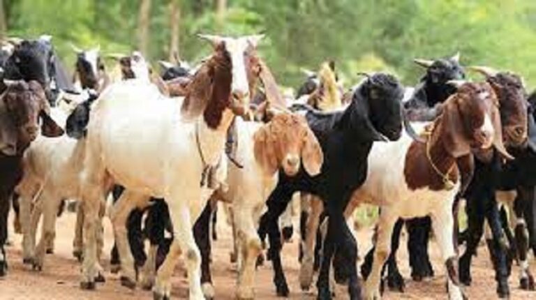 कर्णालीमा खसी बोकाबाट तीन अर्ब २४ करोड बराबरको आम्दानी