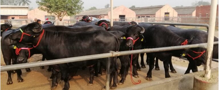 नेपाल आइपुगे भारतले दिएको १५ वटा मुर्रा राँगा