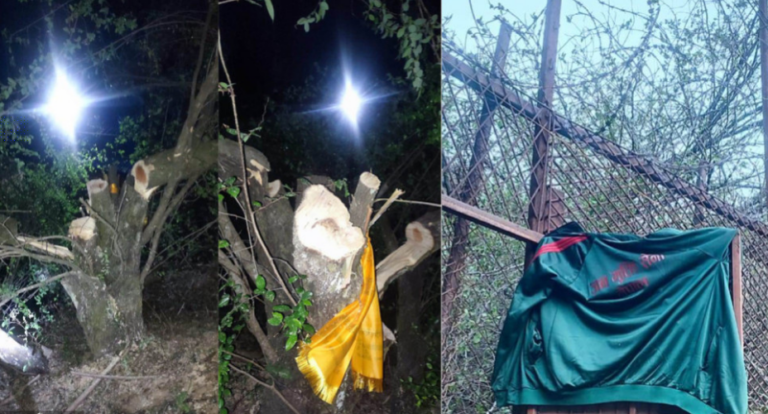 बोधिचित्तको रुख काटेको आरोपमा चारजना पक्राउ
